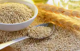 Quinoa- Mansoura City Gym A close-up of dry, uncooked white quinoa seeds. A white bowl overflowing with quinoa sits next to a metal spoon, which also holds a scoop of the seeds, all resting on a large pile of quinoa. Wheat stalks are visible in the soft, warm background.